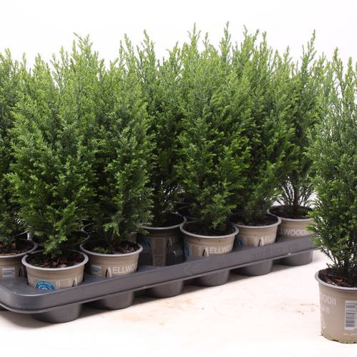 Chamaecyparis Laws. Ellwoodii T09 H030