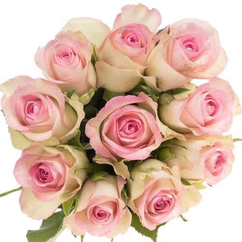 Rose creme/rosa Lovely Jewel 35cm