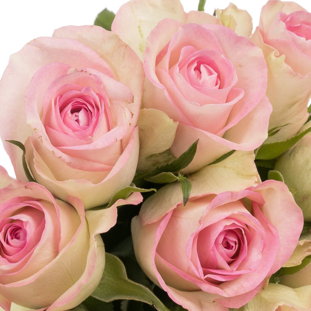 Rose creme/rosa Lovely Jewel 35cm