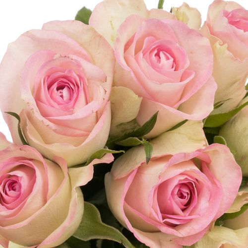 Rose creme/rosa Lovely Jewel 35cm