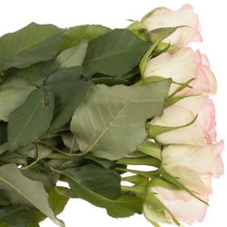 Rose creme/rosa Lovely Jewel 35cm
