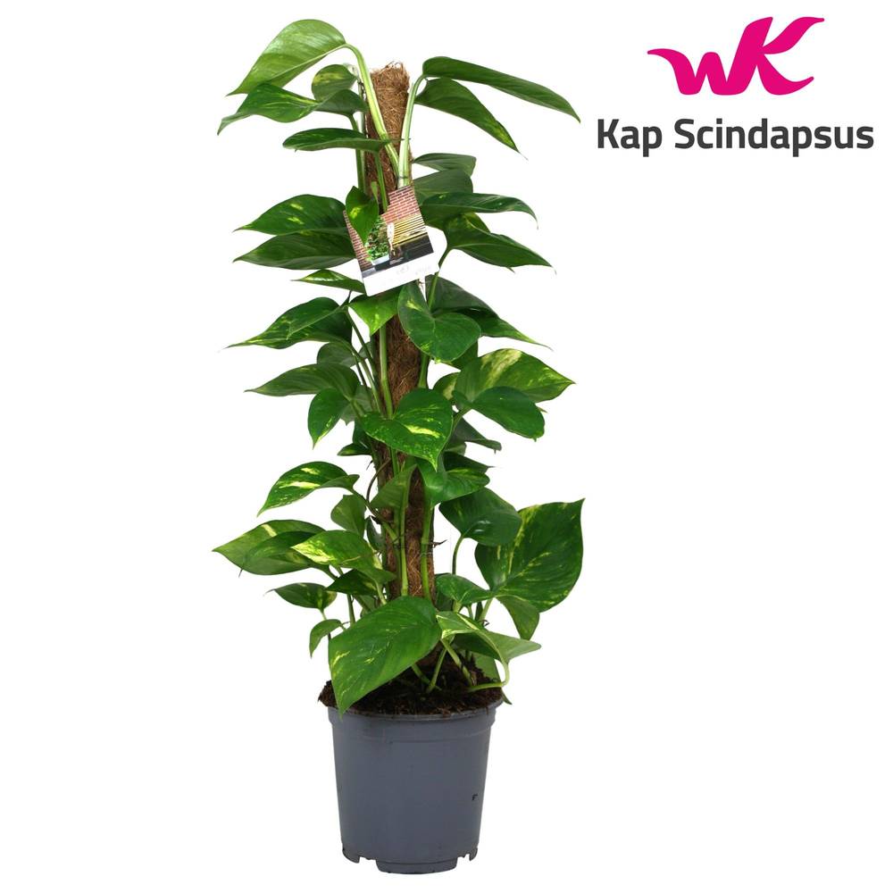 Scindapsus Moosstock T19 H80
