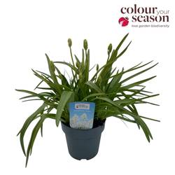 Hyacinthoides weiss hispanica T15 H030