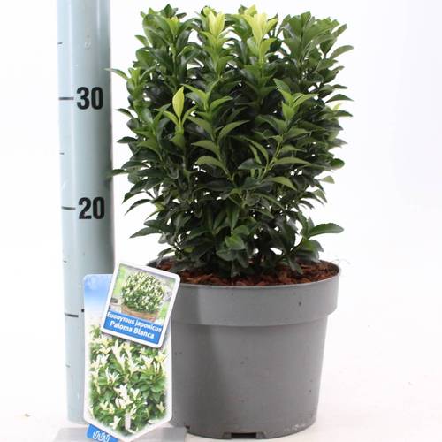 Euonymus Jap. Paloma Blanca T19 H030
