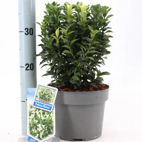 Euonymus Jap. Paloma Blanca T19 H030