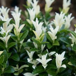 Euonymus Jap. Paloma Blanca T19 H030