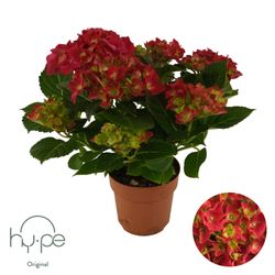 Hydrangea Mophead rot 7+ T14 H40