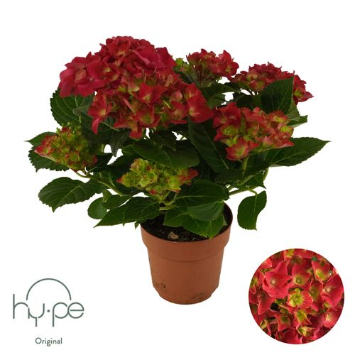 Hydrangea Mophead rot 7+ T14 H40
