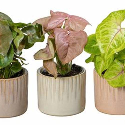 Syngonium mix Keramik I66021 T06 H015