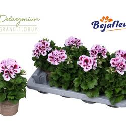 Pelargonium Grand. Angel mix Parfum T12 H025