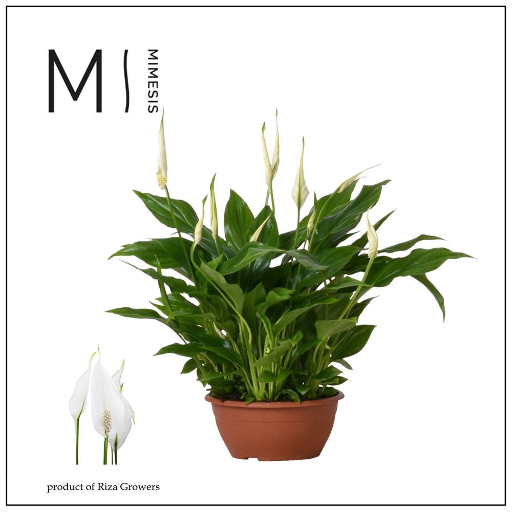 Spathiphyllum Chopin Schale T17 H035