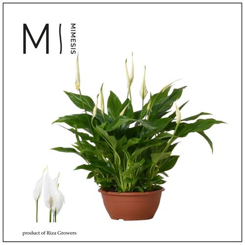 Spathiphyllum Chopin Schale T17 H035
