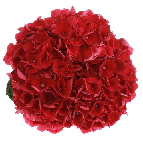Hortensie rot Ruby Bol 14cm 50cm