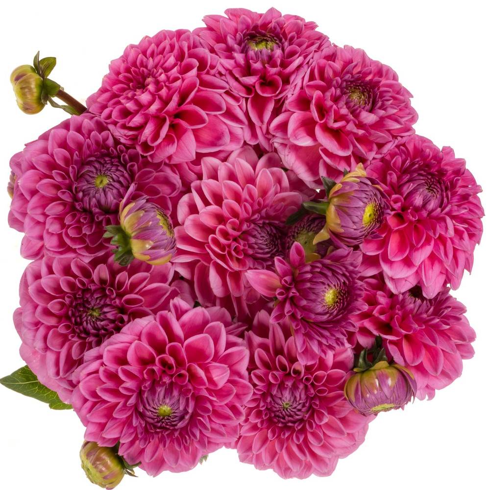 Dahlia dunkel rosa Sandra 50cm
