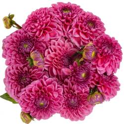Dahlia dunkel rosa Sandra 50cm
