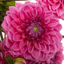 Dahlia dunkel rosa Sandra 50cm