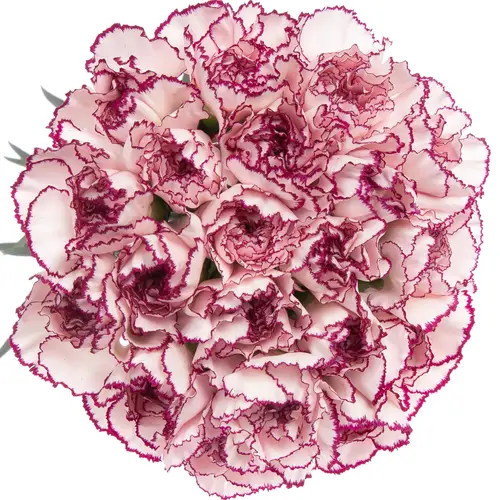 Nelke rosa/lila Mudah 60cm