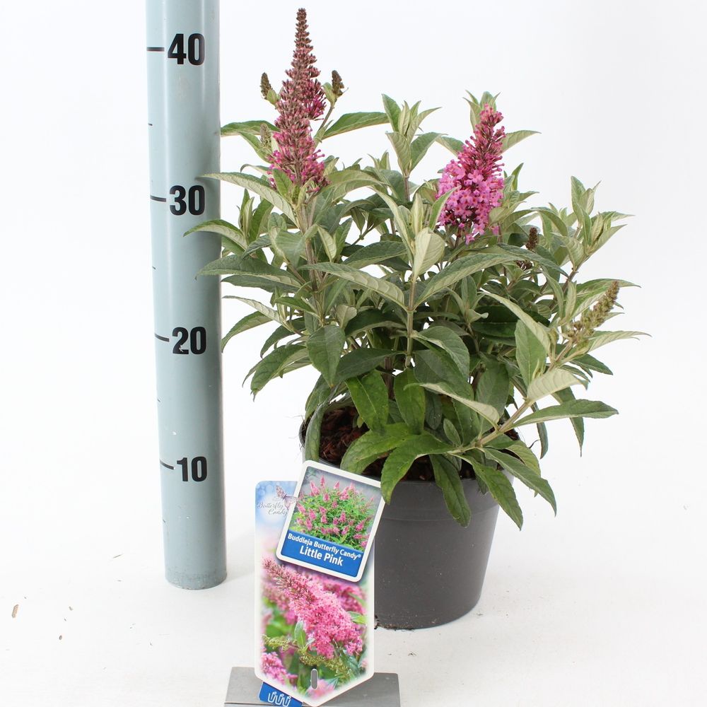 Buddleja Dav. rosa Butterfly Candy T17 H25
