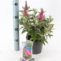 Buddleja Dav. rosa Butterfly Candy T17 H25