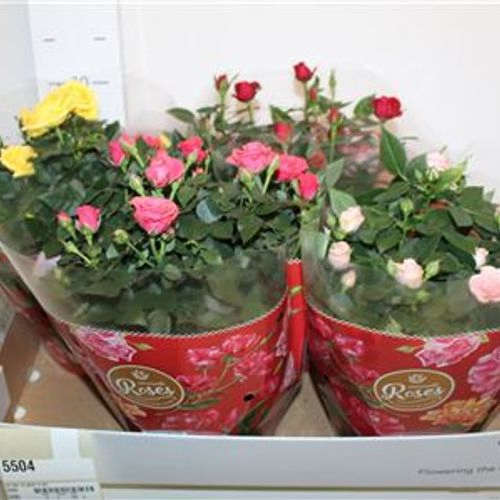 rosa Fa mix T20 H30 Schnapchen Von Uhr