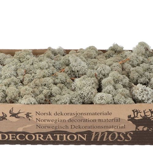 Island Moos Grau 500 Gr