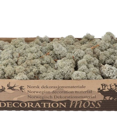 Island Moos Grau 500 Gr