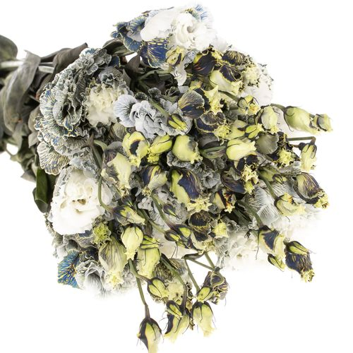Lisianthus weiss Ice Crystal gefärbt 5+70cm
