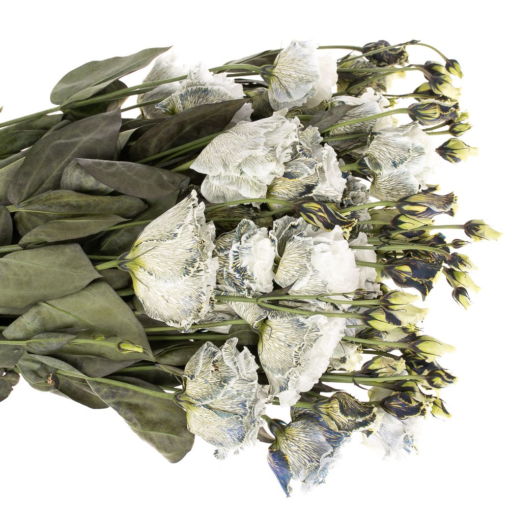 Lisianthus weiss Ice Crystal gefärbt 5+70cm