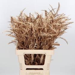 Grevilea Ivanhoe antik gold gefärbt