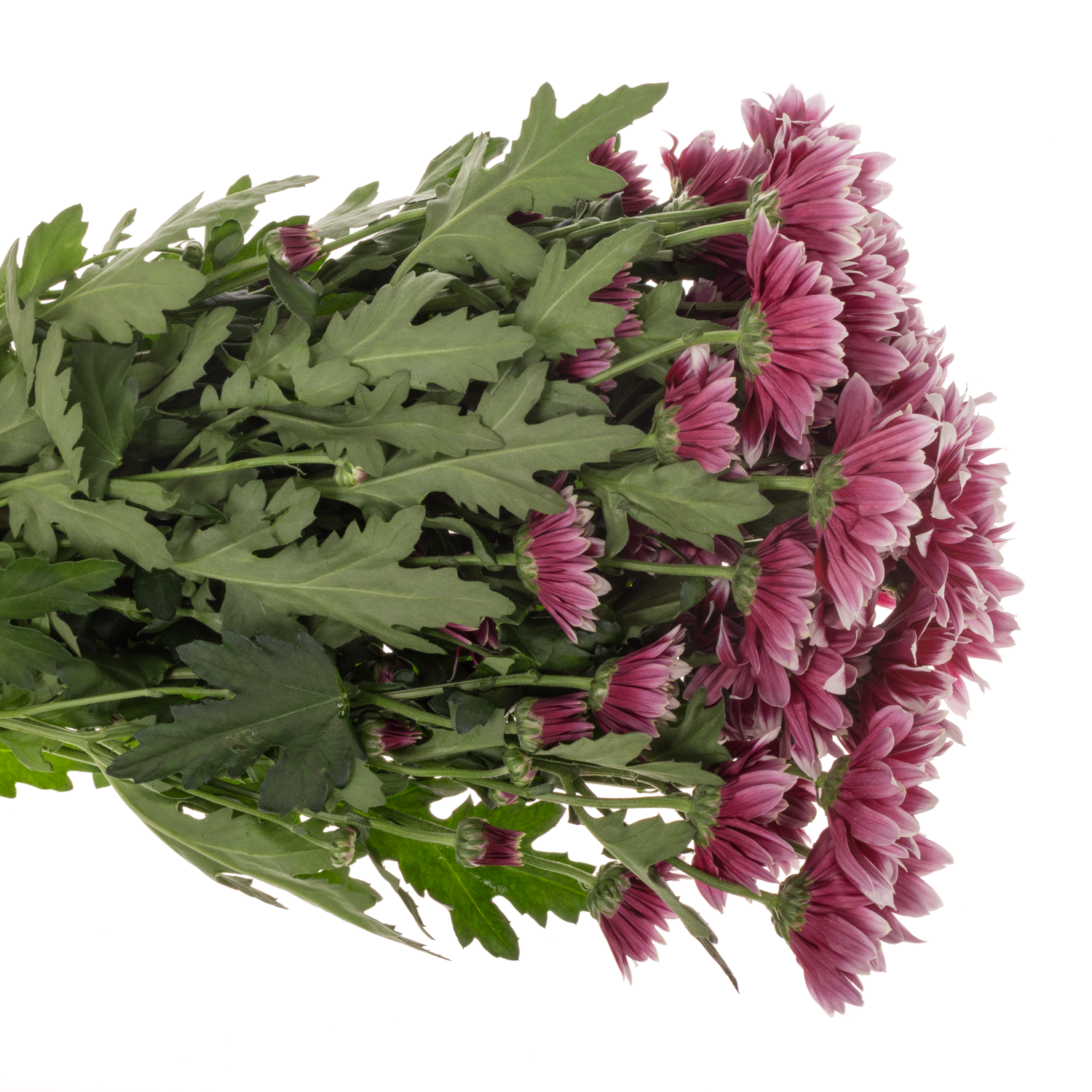 Chrys.Tros lila-weiss Zambesi 80Gramm 70cm