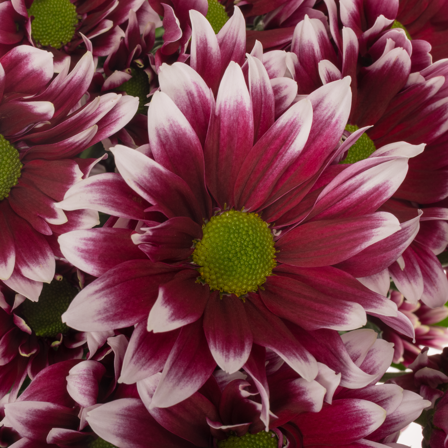 Chrys.Tros lila-weiss Zambesi 80Gramm 70cm