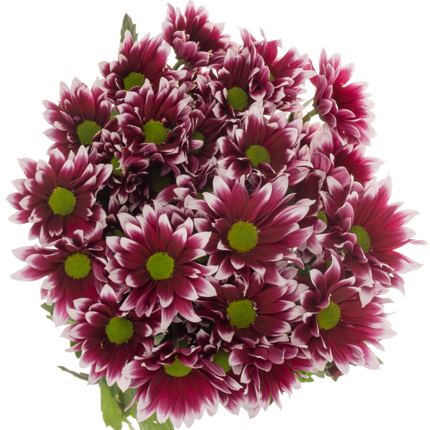 Chrys.Tros lila-weiss Zambesi 80Gramm 70cm