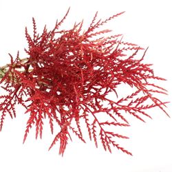 Bromelia rot Paloma 90cm
