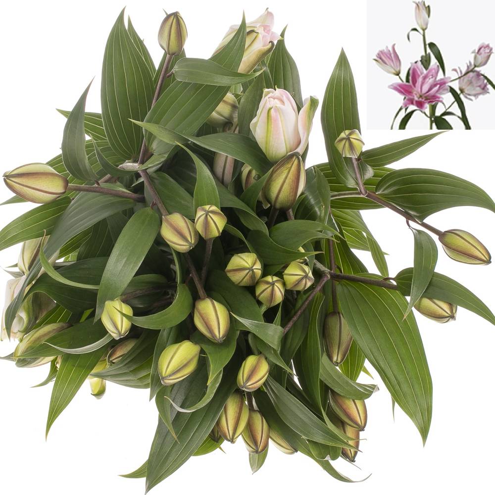 Lilie orientalisch rosa gefüllt Isabelle 4+Blüte 80cm