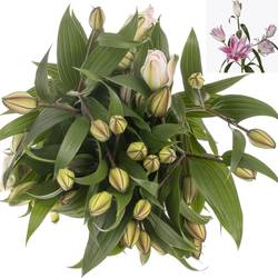 Lilie orientalisch rosa gefüllt Isabelle 4+Blüte 80cm