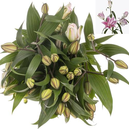 Lilie orientalisch rosa gefüllt Isabelle 4+Blüte 80cm