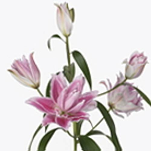 Lilie orientalisch rosa gefüllt Isabelle 4+Blüte 80cm