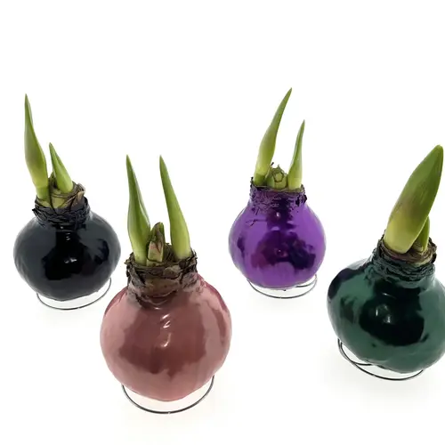 Amar.Bol Wachs Superior mix rote Bl. 32cm H015