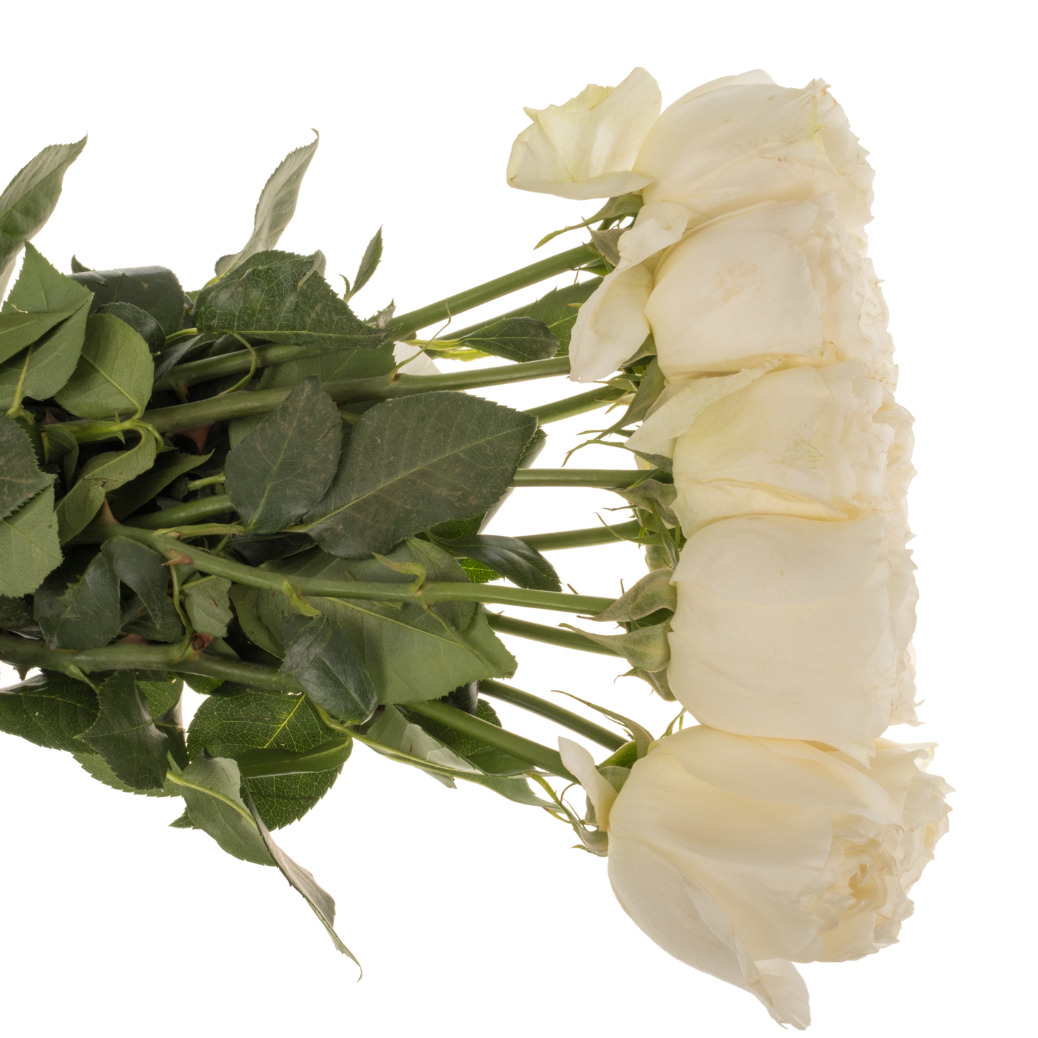 Rose creme/weiss Coldplay Garden 50cm
