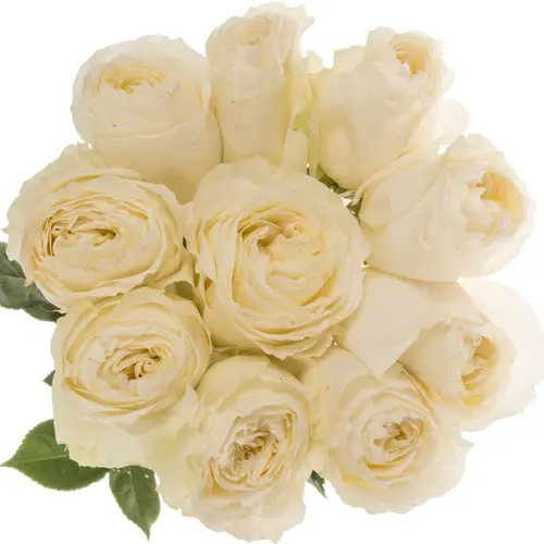 Rose creme/weiss Coldplay Garden 50cm