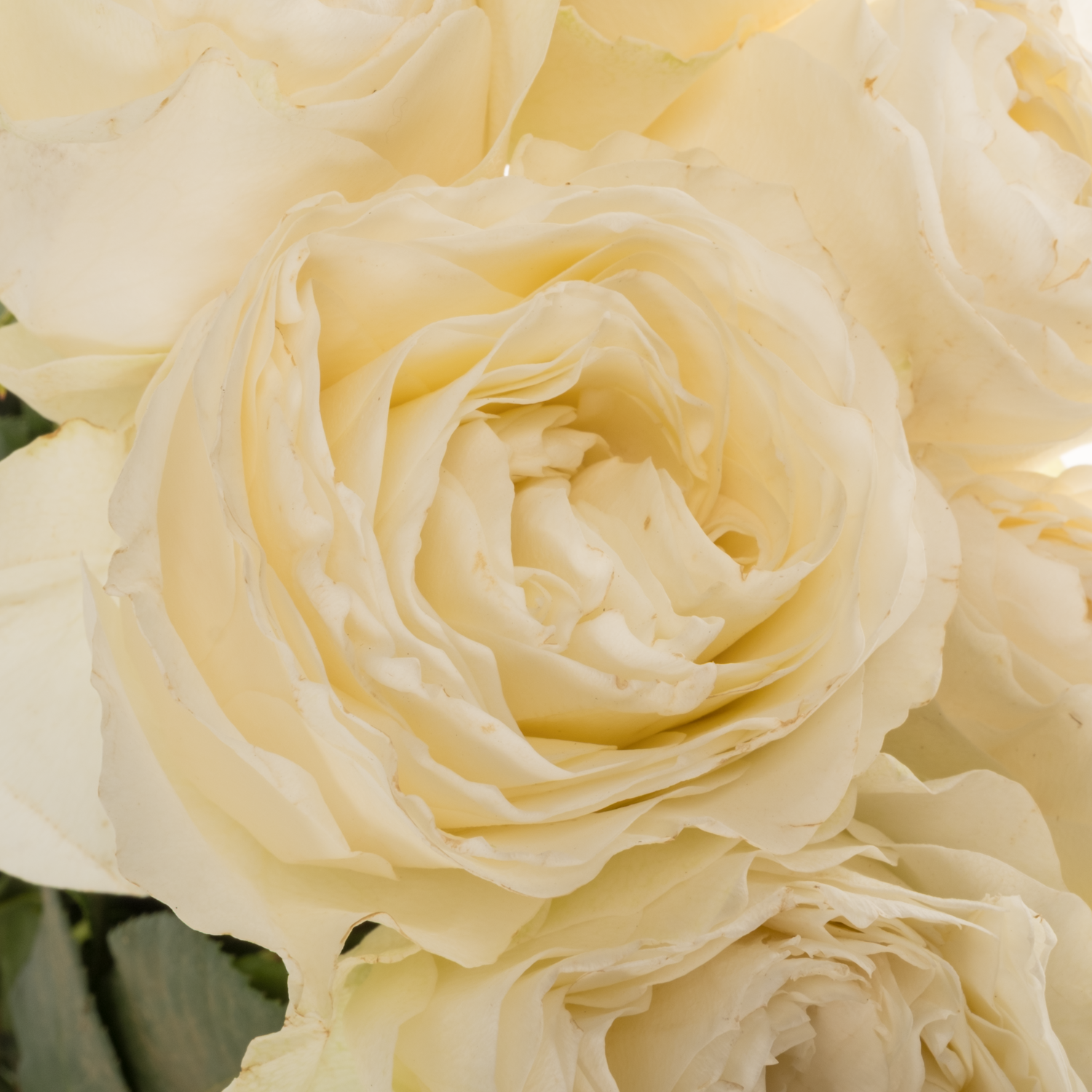 Rose creme/weiss Coldplay Garden 50cm