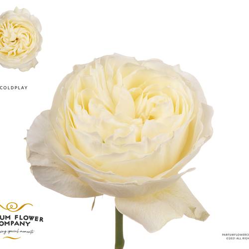 Rose creme/weiss Coldplay 50cm Garden