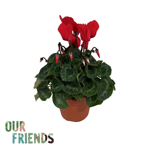 Cyclame rot Elegante T12 H025