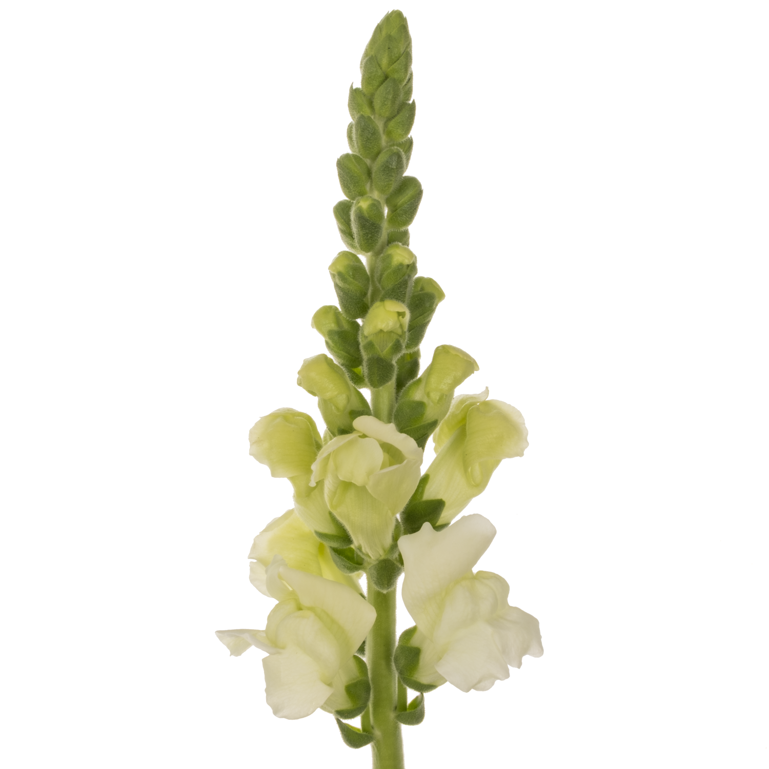 Löwenmaul weiss Cool White 80cm