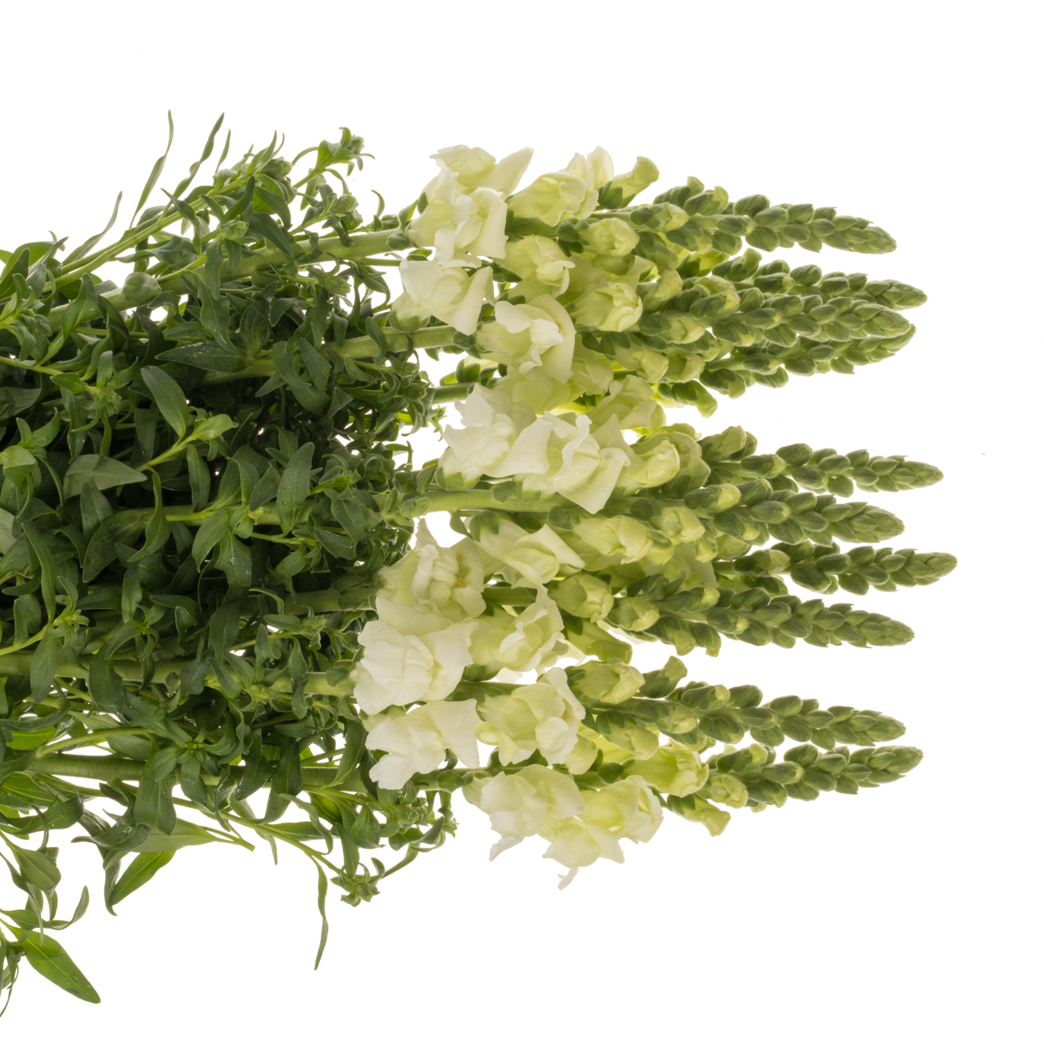Löwenmaul weiss Cool White 80cm