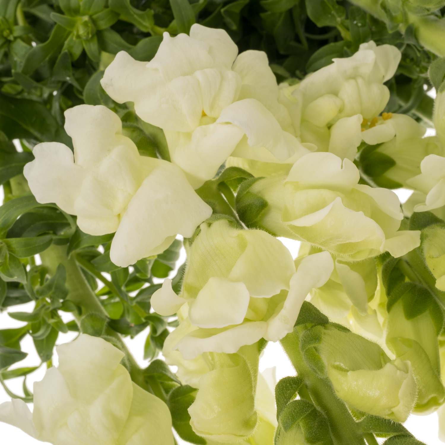 Löwenmaul weiss Cool White 80cm