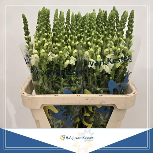 Löwenmaul weiss Cool White 80cm