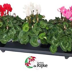 Cycl.mix Super serie T15 H30