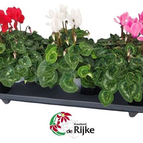 Cycl.mix Super serie T15 H30
