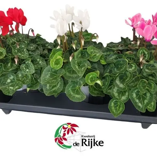 Cycl.mix Super serie T15 H30
